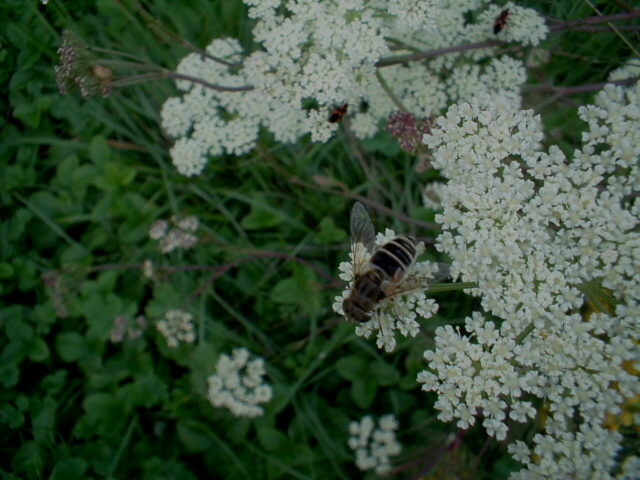 Eristalis jugorum e Tachina fera